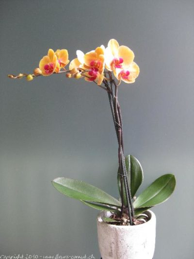 Orchidée orange
