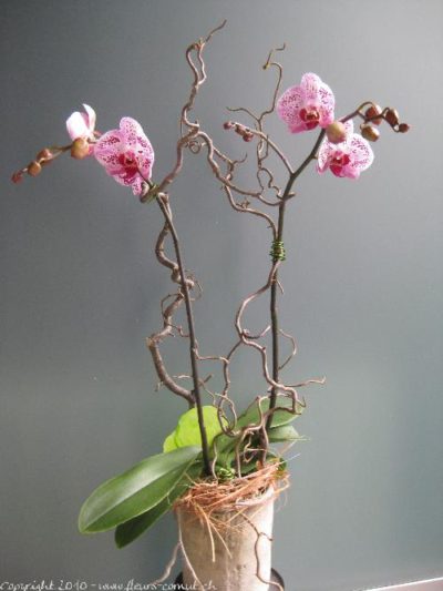Orchidée rose décorée