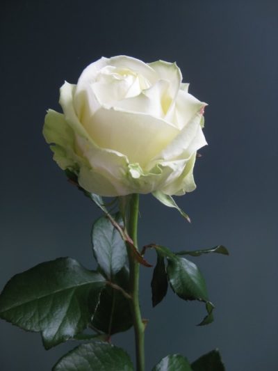 Rose blanche 'avalanche'