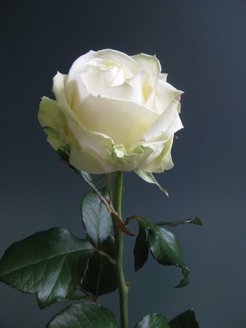 Rose blanche 'avalanche' - B. Cornut Fleuriste
