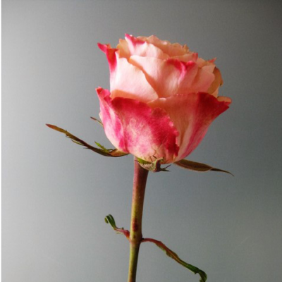 Rose 'carpe diem'