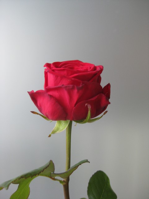 Rose rouge 'red naomi' - B. Cornut Fleuriste