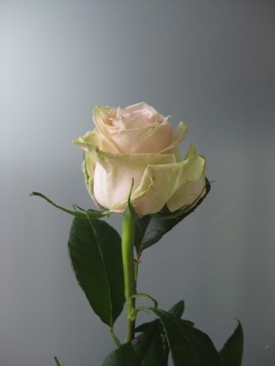 Rose rose 'sweet'