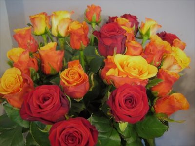 Roses colorées - 50 cm
