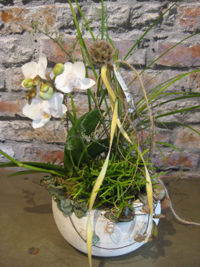 B.cornut Fleuriste Petite Surprise Orchidée Rose