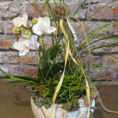 B.cornut Fleuriste Petite Surprise Orchidée Rose