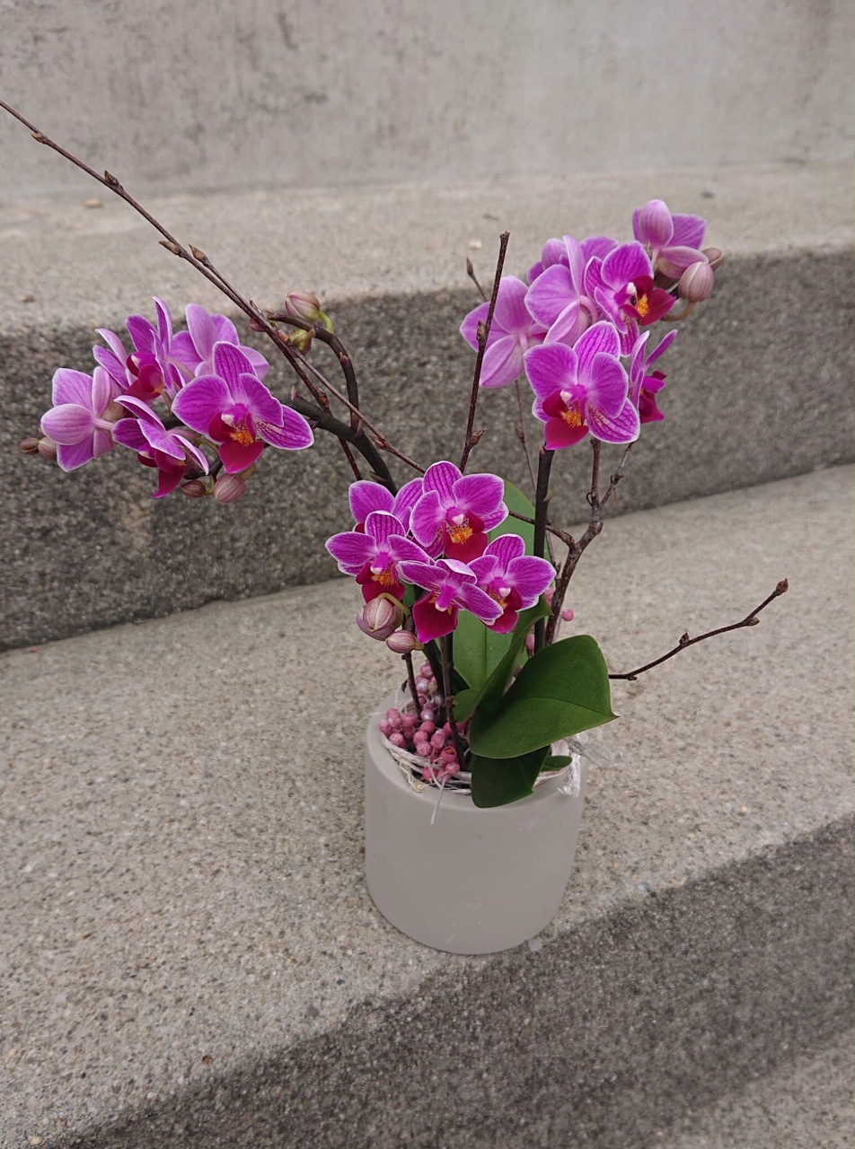Petite Orchidee Dans Son Pot B Cornut Fleuriste