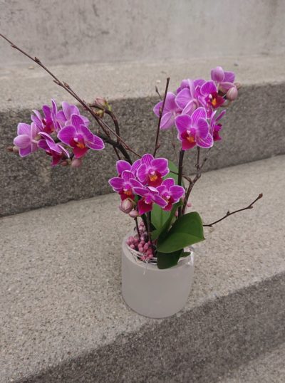 b.cornut fleuriste - petite orchidée dans son pot