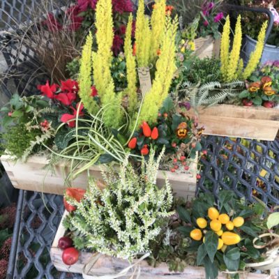 B.Cornut Fleuriste - jardin d'extérieur automnal
