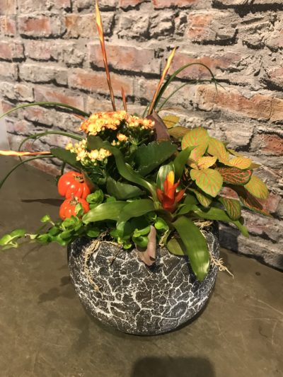Jardin d'intérieur coloré