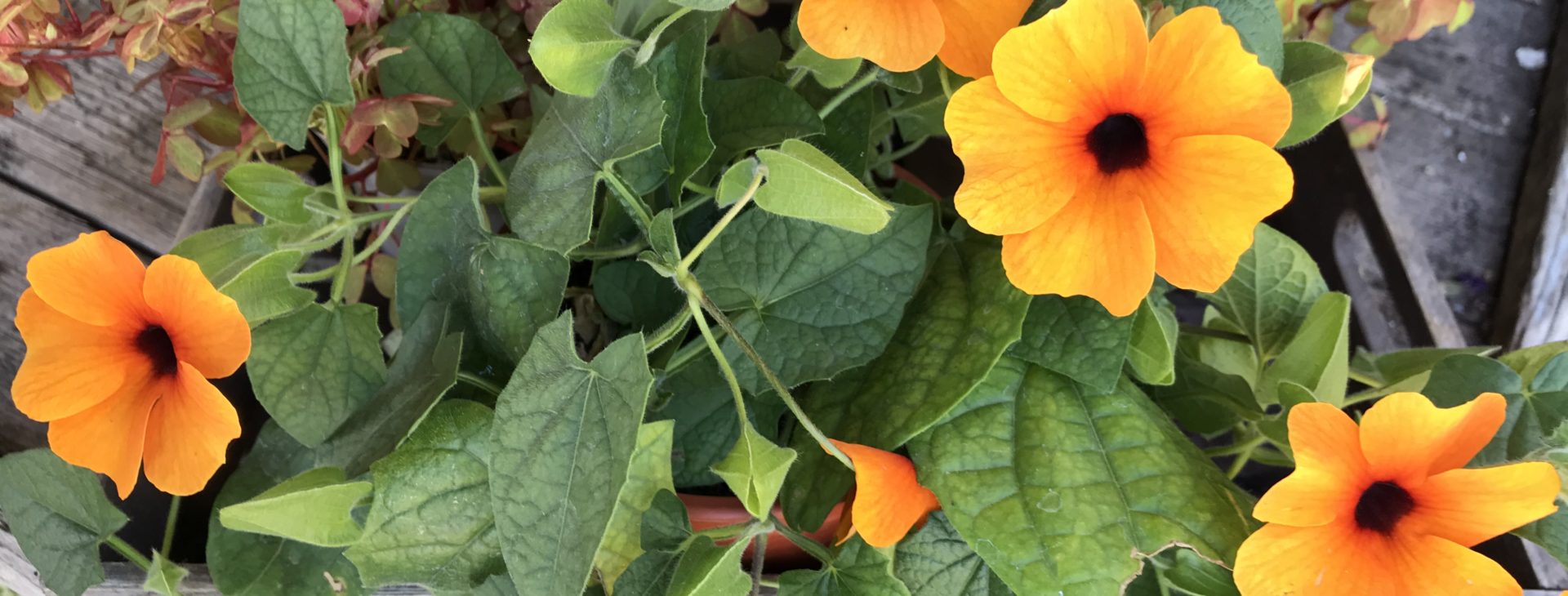 b.cornut fleuriste - c'est l'été