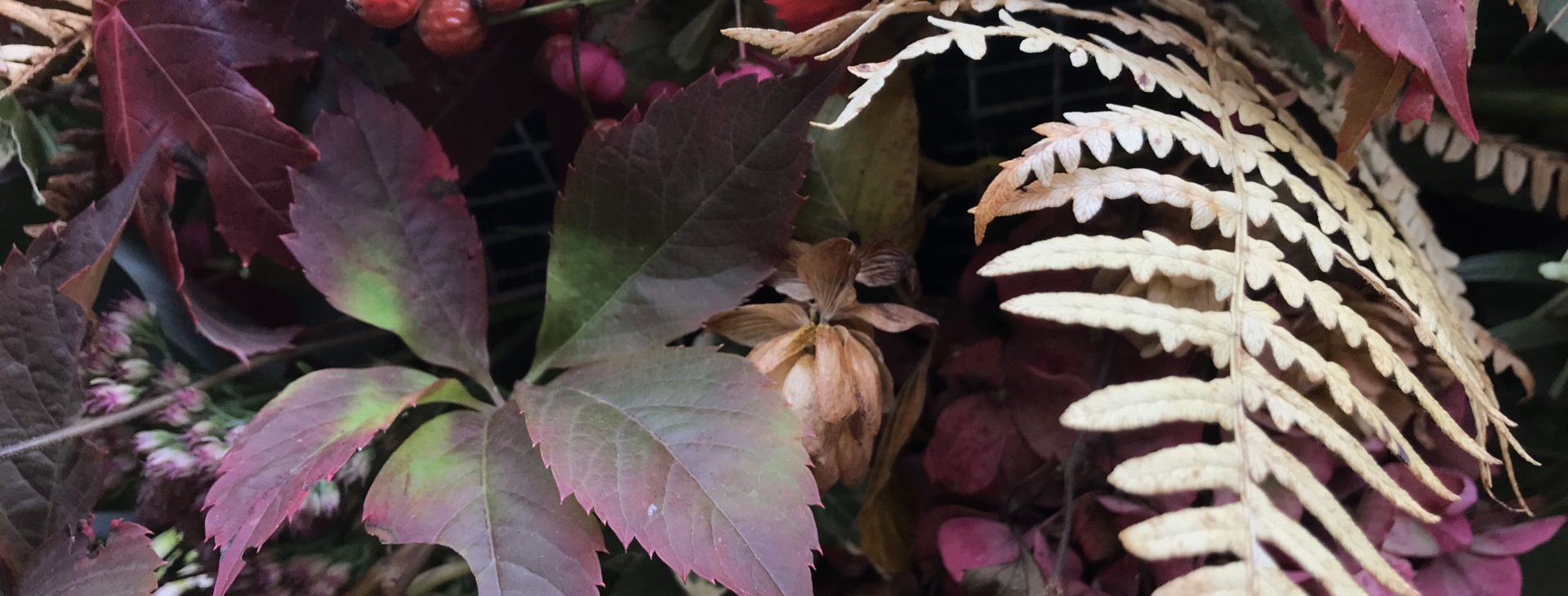 b.cornut fleuriste - L'automne et ses belles couleurs