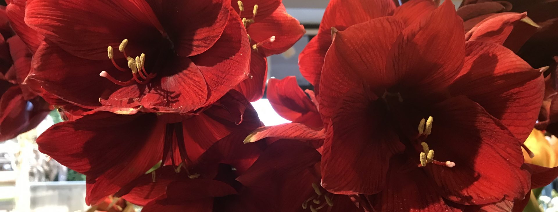 B.cornut Fleuriste - la splendeur des amaryllis